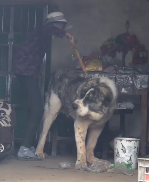 主人疏忽引发狗儿反应过度，人与犬之间的误解与反思