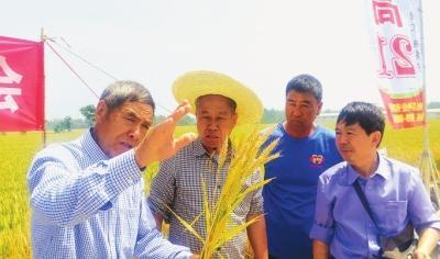 城市生态修复，老旧城区绿化率提升的重要性与实践策略探究