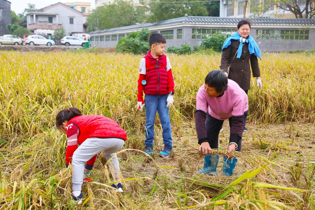 稻田里的农家乐美食之旅