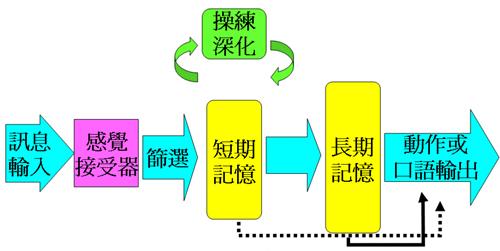 多感官学习技术，提升记忆力的有效途径