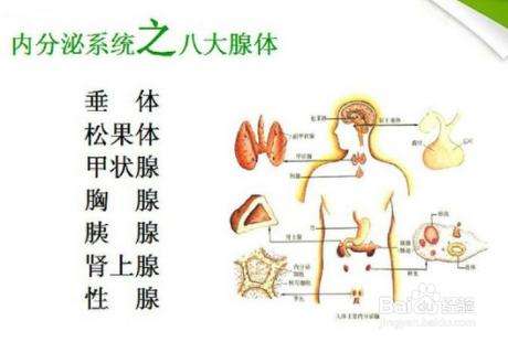 中医调节内分泌系统平衡的方法与策略