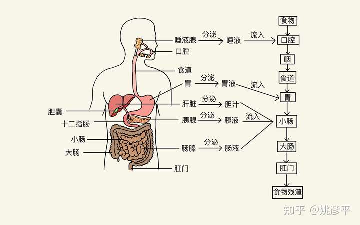 中医消化系统调理良方，常见方法解析