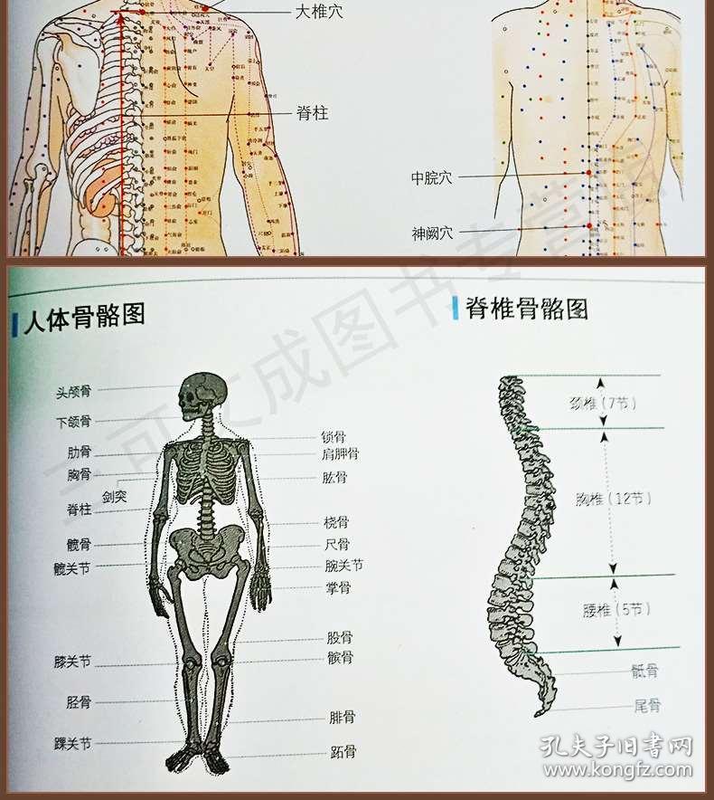 中医经络理论与日常按摩应用方法详解