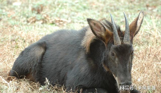 揭秘彩票奥秘，探寻四不像必中特之真相