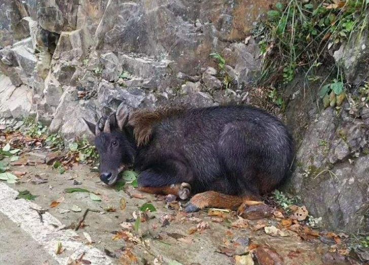 揭秘四不像必中一肖图正版预测，探讨未来趋势