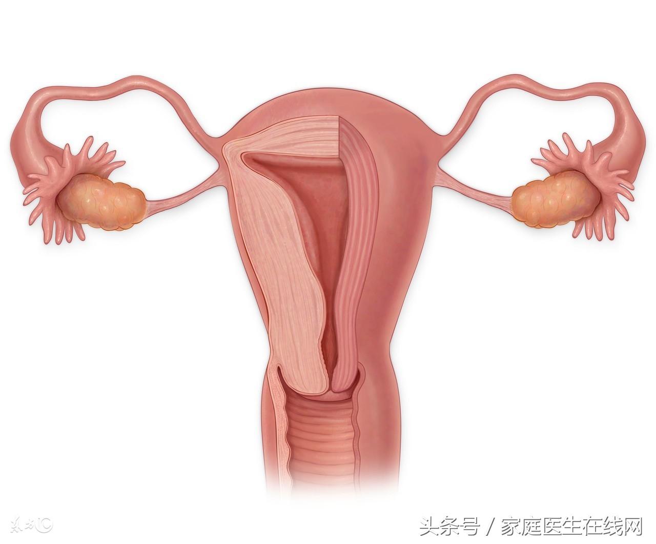 食疗助力女性卵巢健康维护